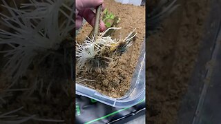 HOW TO TREAT MOLD ON CUTTINGS!!