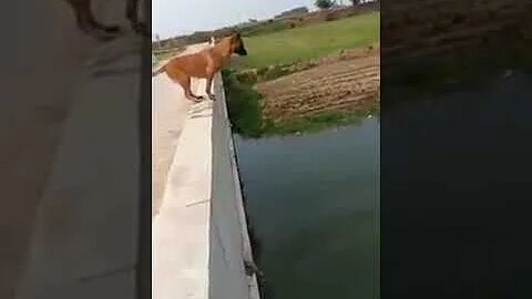 dog saves drowning man, see now