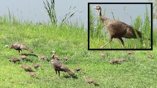 17 wild turkey chicks in our yard!