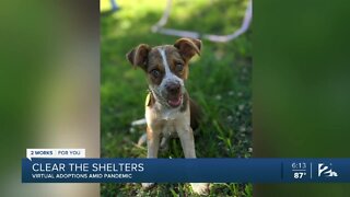 Clear the Shelters: Virtual adoptions amid pandemic