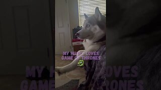My husky loves Game of thrones 😂