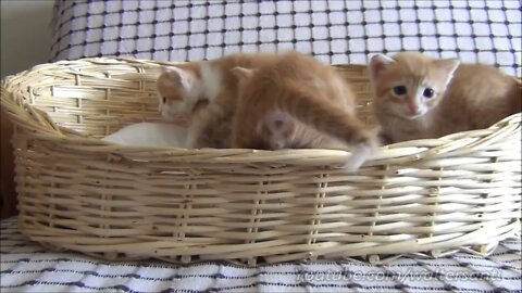 Mom cat with 4 meowing kittens