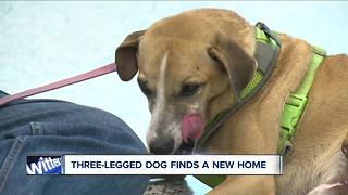 Special needs dog finds a new home