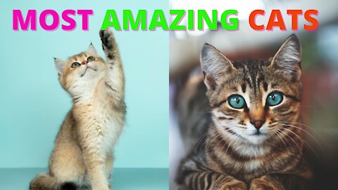 MOST AMAZING & BEAUTIFUL CATS