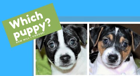 Which Jack Russell puppy? Difficult choice!