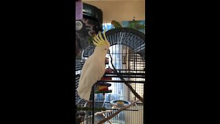 Dancing cockatoo loves to show off his epic moves