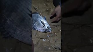 صيد الشرغو بوسنة بطعم الروطال 🐟🐟🎣 #ملتقى_الرياس