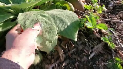 Looking for volunteer plants and which cuttings survived the winter in the food forest