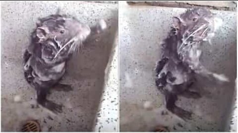 Denne rotten dusjer som et menneske