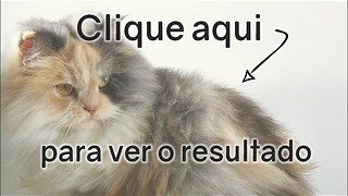 Teste Felino: Pontuação máxima