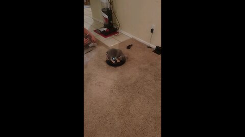 puppy rides the Roomba