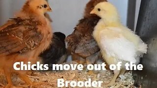 New Hens Move Outside