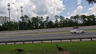 Canadian Geese and Goslings waddling on the I-10 Shoulder