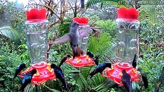 Spectacular Hummingbirds of Ecuador 🌺 01/02/23 07:22