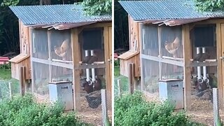 Young rooster totally fails at his first "cocka-doodle-doo"