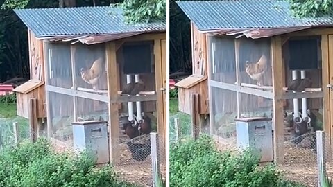 Young rooster totally fails at his first "cocka-doodle-doo"