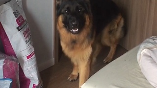 German Shepherd plays game of hide-and-seek with owner