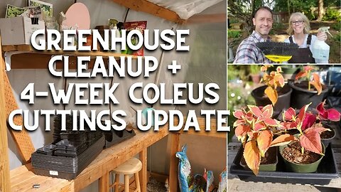 Greenhouse Cleanup + Coleus Cuttings Update! 😃