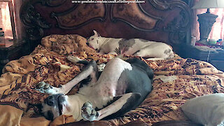 Yawning Upside Down Great Danes Don't Want To Get Out of Bed