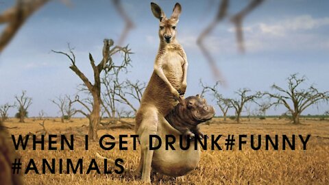 When I get drunk#funny #animals