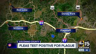 Fleas test positive for plague in Coconino County