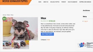 Fake websites selling 'designer dogs' scam Clearwater residents out of $5,000