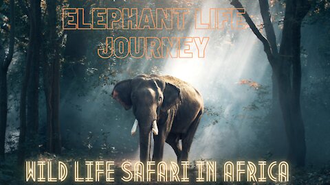 African Elephant Life Documentary, Africa Wild Story Elephant