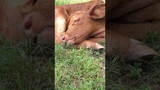 Calf relaxing