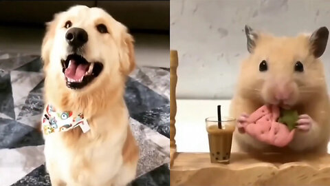 Adorable Cat, Dog, and Rat Moments to Melt Your Heart 🐾💕