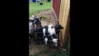 Baby Goats Cry At Bedtime