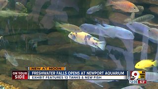 Freshwater Falls now open at Newport Aquarium