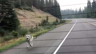 狼がある家族の車を追いかける