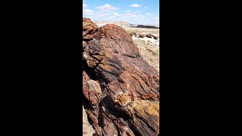 petrified forest