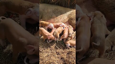 Hereford Piglets Just Born @UncleTimsFarm #kärnəvór #carnivore #shorts #hereford #freerangepigs