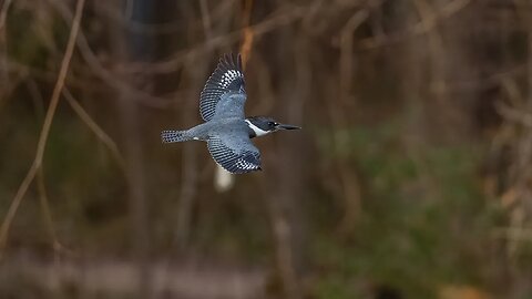 Kingfisher Flyby, Sony A1/Sony Alpha1, 4k