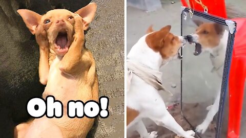 🙀🙀Ublievible!!! funny dogs video!! Try to not laugh