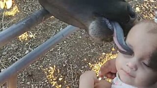 Friendly calf greets toddler with affectionate lick