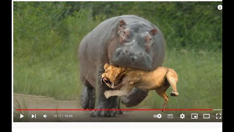 Powerful Hippo! Destroyed Lion, Crocodile, Knock Rhino, Wild Dogs, Hyena, Elephant