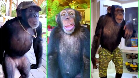 Gorillas Amazing Some Funny Monent |Latest gorillas Funny video 2021