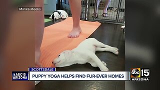 Puppy yoga helps dogs find fur-ever homes