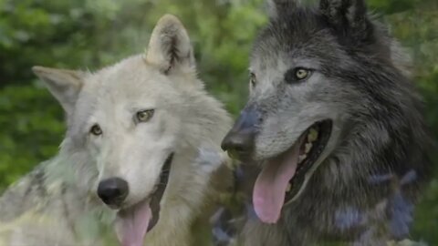 Les loups ont aussi des émotions