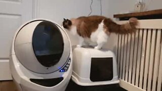Timo the cat and his litter box from the future