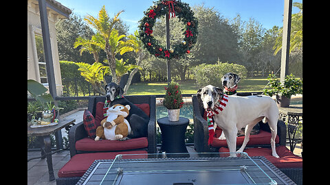 Funny Great Dane Family Photo Doesn't Go As Planned