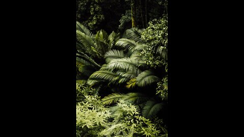Amazon jungle beautiful nature status video