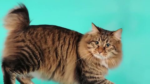 The BIGGEST CAT BREEDS In The World