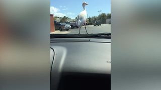Funny Bird Enjoys A Car Ride