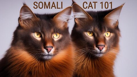 The Mysterious World of Somali Cats: A Unique Cat Breed!