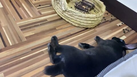 Bunny Flop position | Minirex Black Bunny Malaysia #bunny #minirex #rabbit #shorts