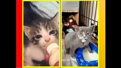 #Shorts Cats #12 🙀 Cute Cat Videos 😻 Cute Cat Clips
