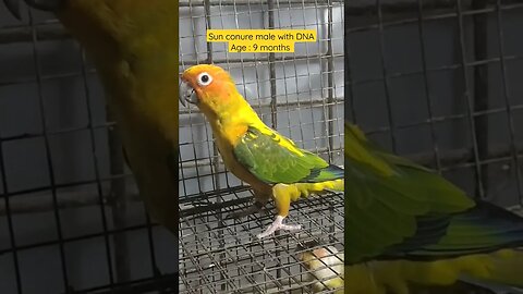 Sun Conure Male With DNA l #shorts l #sunconure l @BikisAviary